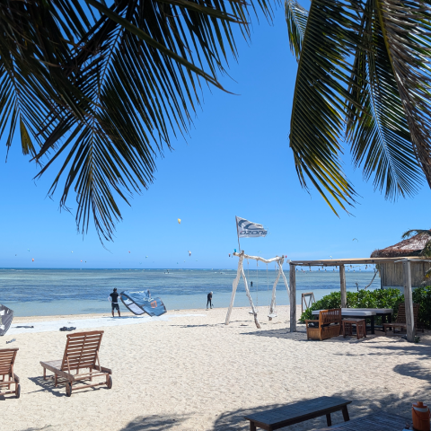 Palmių lapai ir uz jų matroi žydras vanduo