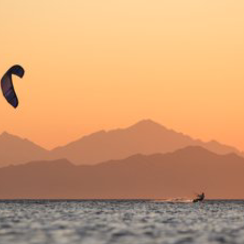 desert ant watter view